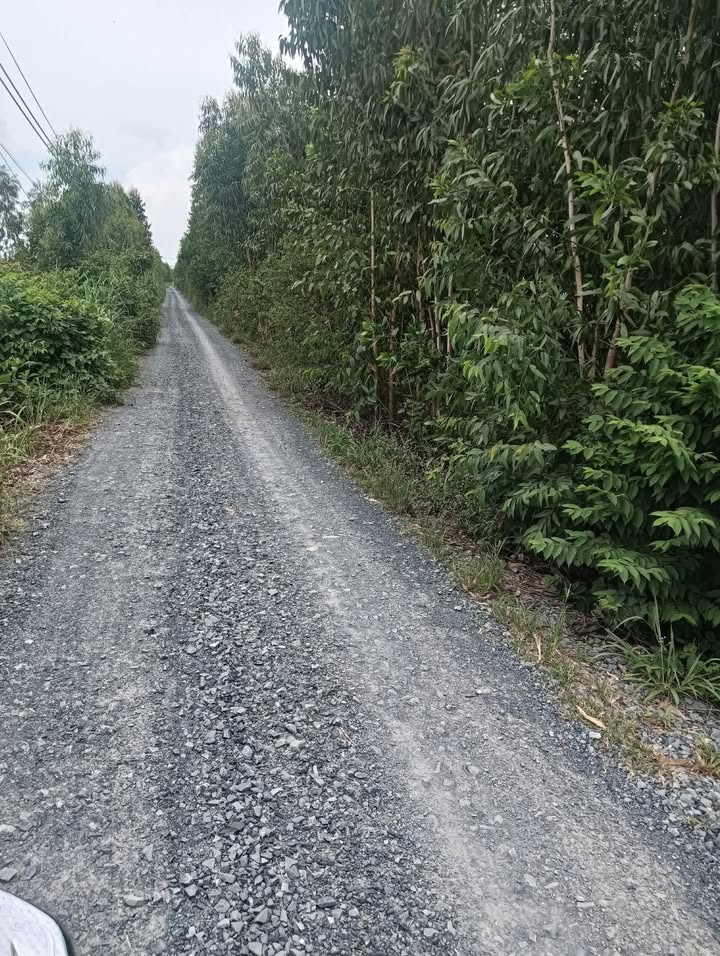 Đất vườn 1000m² xã Thủy Đông giá chỉ 350 triệu - Cơ hội đầu tư tuyệt vời!