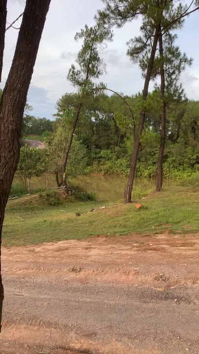 Trang trại 8Ha Thủy Phương - Đang hoạt động, giá tốt, sẵn sàng chuyển nhượng!