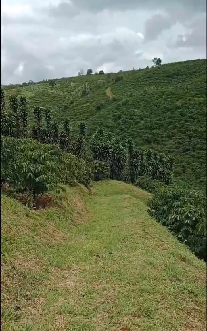 Đất nền thôn 4, xã Liên Đầm, Di Linh 20,000m² giá chỉ 1.5 tỷ - Đường z quanh vườn tưới mát