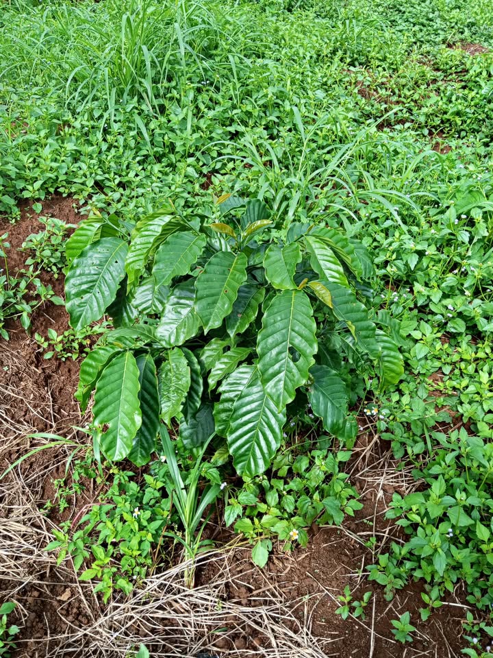 Đất nền 1ha4 Đắk R'măng giá chỉ 1.65 tỷ - Cơ hội đầu tư tuyệt vời!