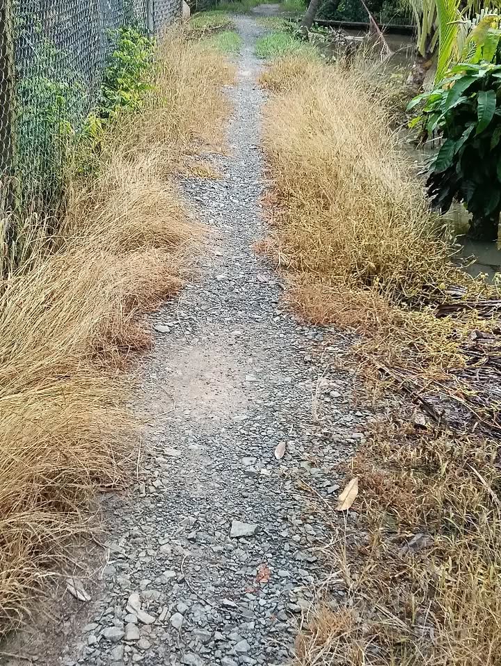 Đất vườn sầu riêng 2,6 công tại Bình Hàng Tây, giá 800 triệu - Đầu tư sinh lời!