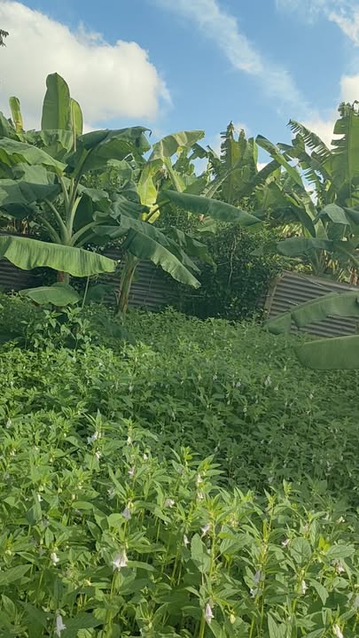 Đất thổ cư 95m² tại xã Sông Trầu, Trảng Bom - Giá chỉ 650 triệu!