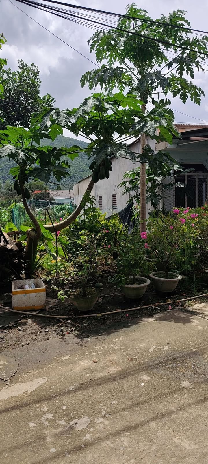 Đất nền Diên An 143m² giá 1.359 tỷ - Giao dịch nhanh chóng!