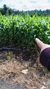 Đất nền mặt đường bê tông khu phố 1, Ea Blang, 200m² - Giá tốt chỉ 2.7 tỷ!