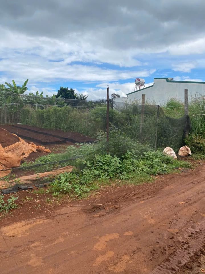 Đất nền Tân Lập Buôn Ma Thuột 120m² giá 950 triệu - Tiềm năng phát triển mạnh mẽ!