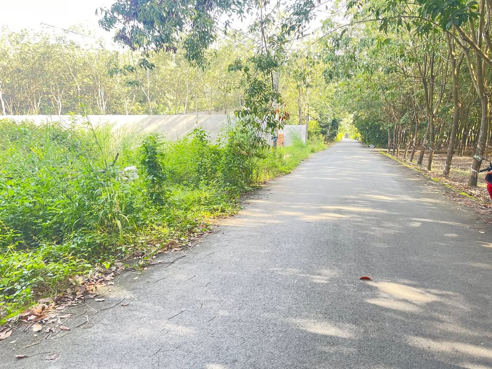 Đất thổ cư Chánh Phú Hòa 200m² giá 1.3 tỷ - Cơ hội đầu tư hấp dẫn!