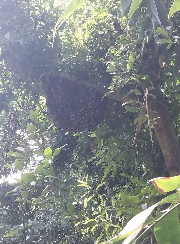 Đất nền Long Hòa Gò Công 3220m² giá 2.53 tỷ - Thích hợp làm nhà vườn!