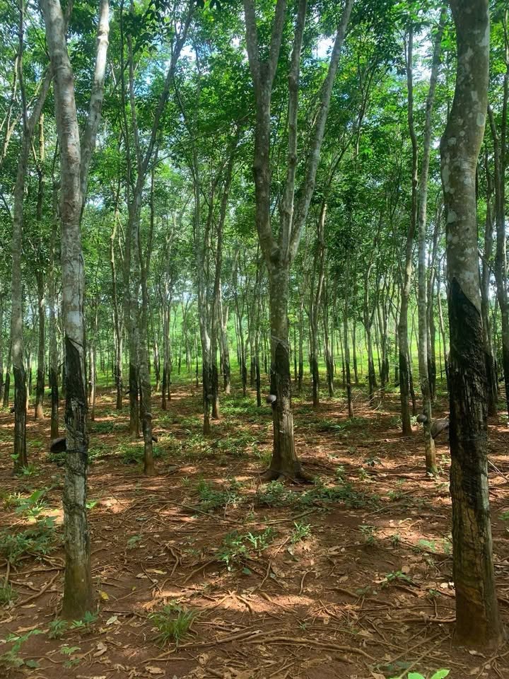 Đất Farm 1.2ha tại Minh Tâm, Hớn Quản - Giá chỉ 2 tỷ - Đủ tiện nghi, cây ăn trái đang thu hoạch!