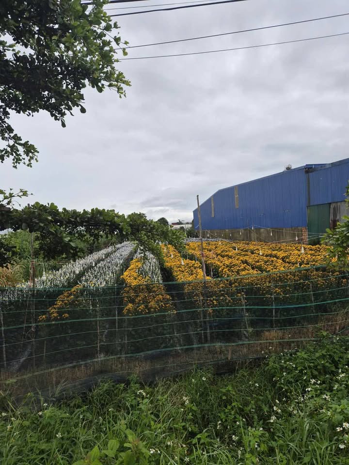 Đất thổ cư 150m² tại Thạnh Mỹ - Đơn Dương - Giá 3.5 tỷ - Phù hợp đầu tư kinh doanh!