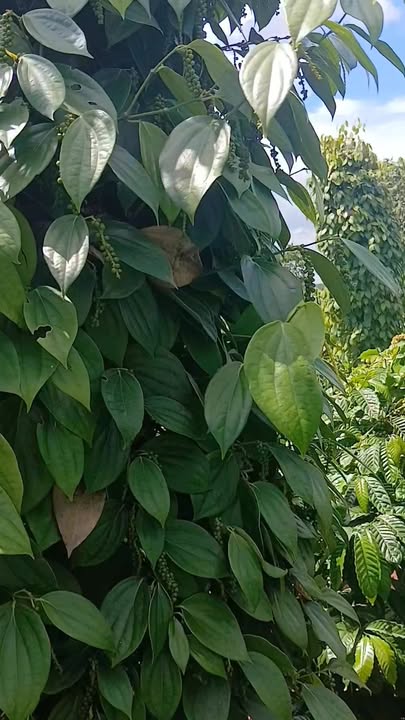 Đất nền Ea Kiết 14400m² giá 1 tỷ - Đầu tư sinh lời mạnh mẽ!