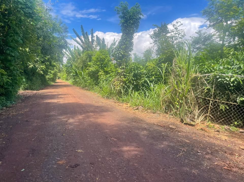 Đất mặt tiền đường Quang Trung Cư M'gar 6300m² - Cơ hội đầu tư sinh lời!