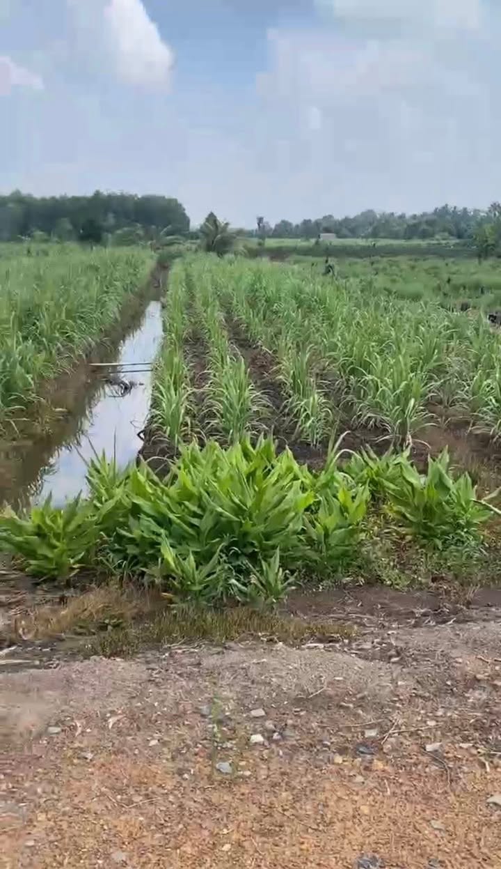 Đất vườn mặt tiền Sông Vàm Cỏ Đông 4554m² giá 1.32 tỷ - Đầu tư sinh lời cao!