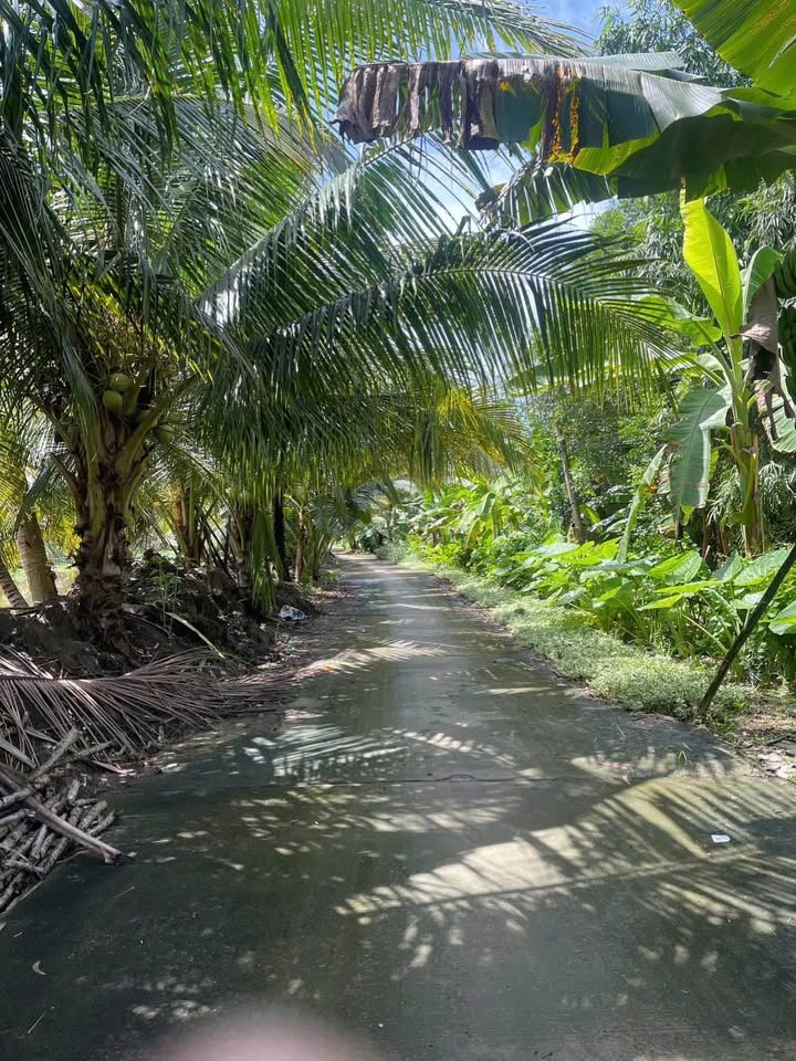 Đất nền Hồ Đắc Kiện 136m² giá 190 triệu - Cơ hội đầu tư tuyệt vời!