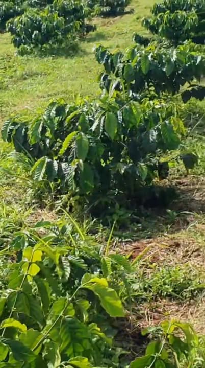 Bán vườn cafe 2.6ha tại Thọ Sơn, Bù Đăng - Giá 3.6 tỷ, cơ hội đầu tư tuyệt vời!