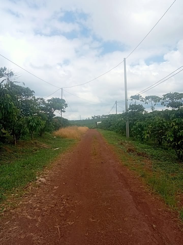 Đất nền Bảo Lâm 10000m² giá 4.5 tỷ - Sổ đỏ chính chủ, ô tô vào tận nơi!