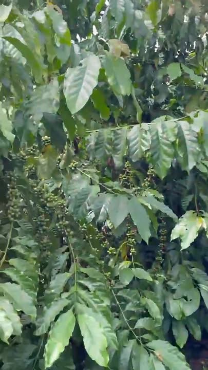 Đất nền Lộc Ngãi Bảo Lâm 5000m² giá 2.65 tỷ - Sổ đỏ chính chủ, xe bán tải vào tận nơi!