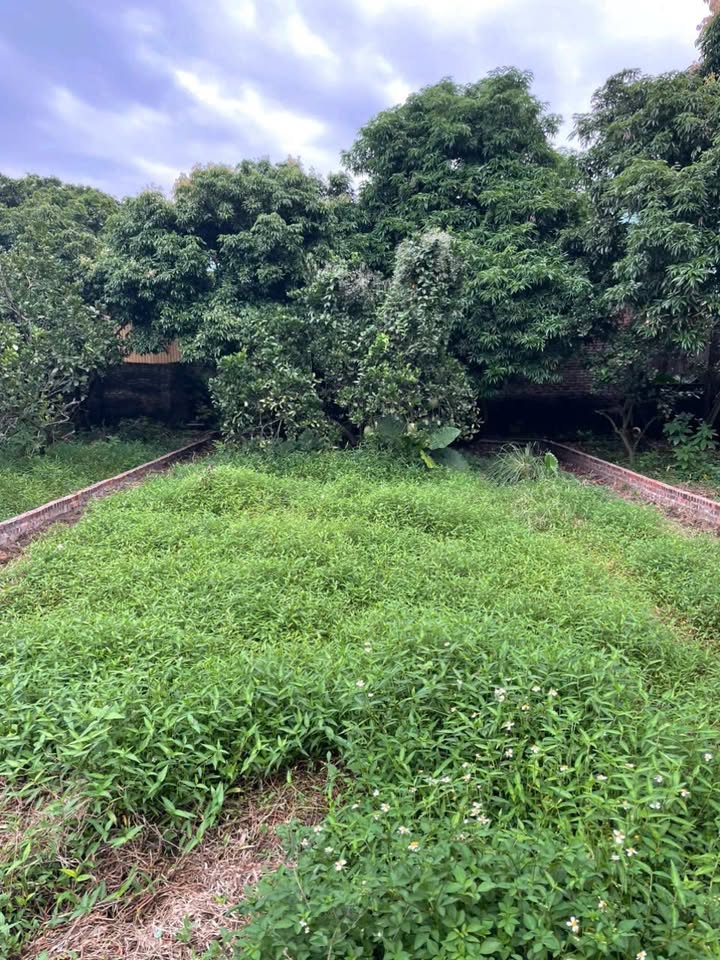 Đất Văn Lung, Thị Xã Phú Thọ 212.7m² giá 1 tỷ - Tiềm năng tăng giá vượt trội!