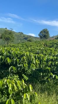 Đất nền Tân Thanh Lâm Hà 20.160m² giá 2.8 tỷ - Sổ đỏ chính chủ!