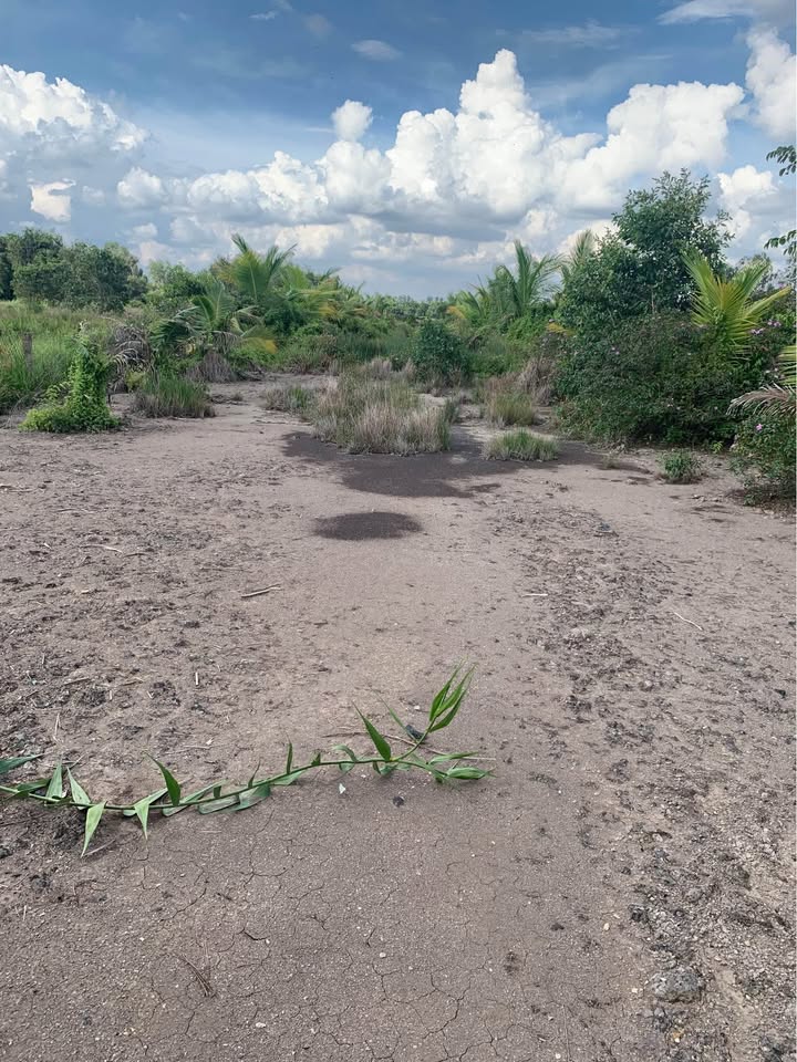 Đất vườn 1000m², Sổ Hồng riêng tại Thủ Thừa - Giá chỉ 990 triệu, chính chủ!