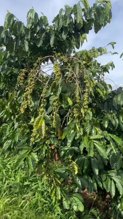 Đất nền 8.000m² Quảng Hòa, Lâm Hà - Sổ hồng chính chủ, giá 1.55 tỷ - Đầu tư sinh lời ngay!