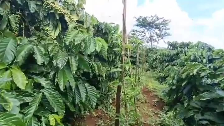 Đất nền 1ha xã Iagrai, Gia Lai - Đầu tư sinh lời với giá 2.6 tỷ!