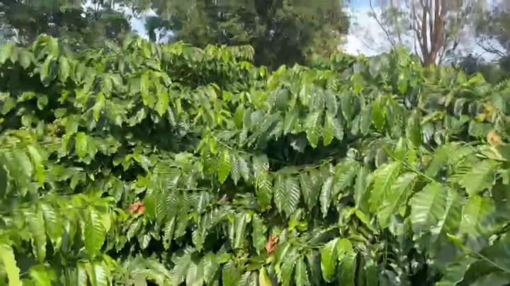 Farm 27.000m² xã Ia Phang, Chư Pưh, Gia Lai - Kinh doanh cafe sinh lời