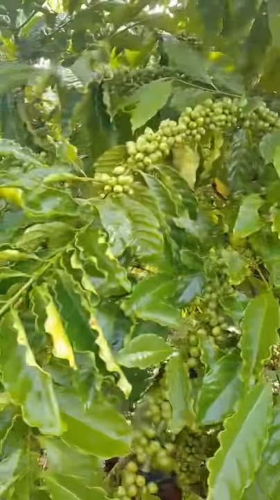 Đất thổ cư 1.5ha tại xã Phú Hòa, Lâm Hà giá 1.9 tỷ - Cơ hội đầu tư hấp dẫn!