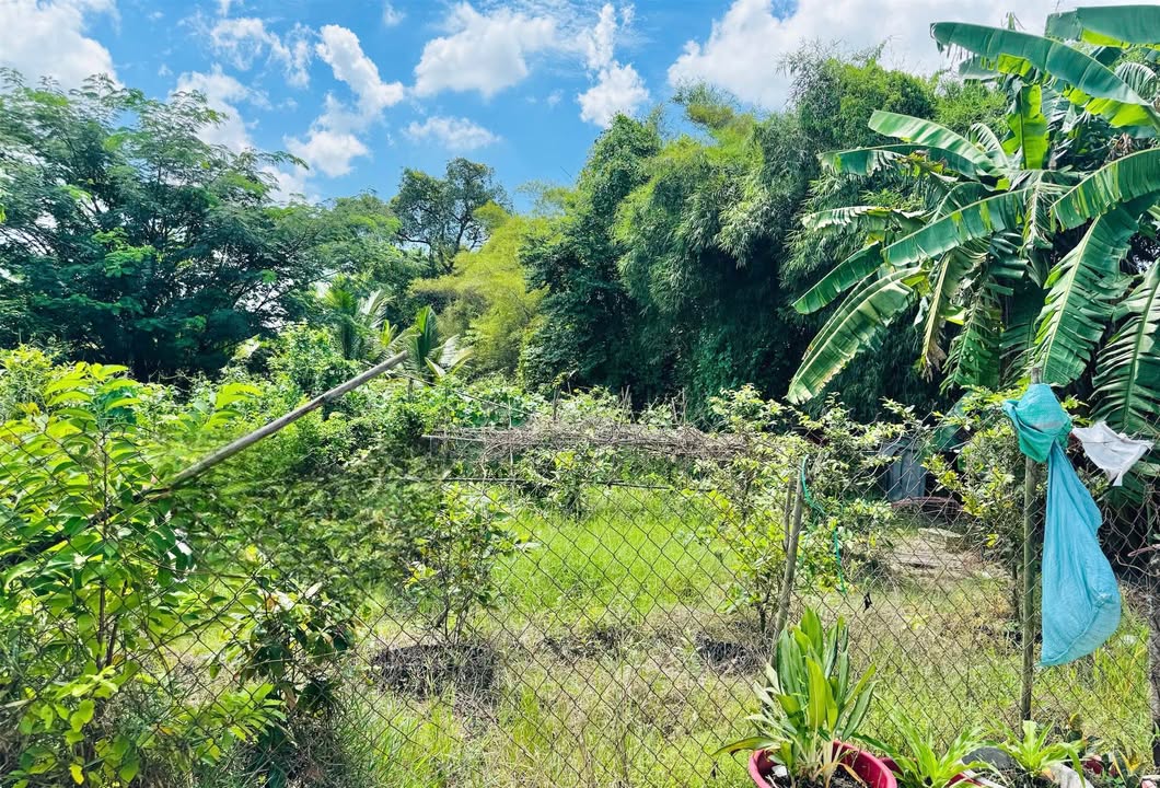 Đất nền Đức Hòa Đông 105m² giá 920 triệu - Hàng hiếm giá rẻ nhất khu!