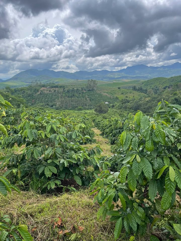 Lô đất rẫy 1,5ha tại xã Hra, huyện Mang Yang, Gia Lai giá 980 triệu - Cơ hội đầu tư hấp dẫn!