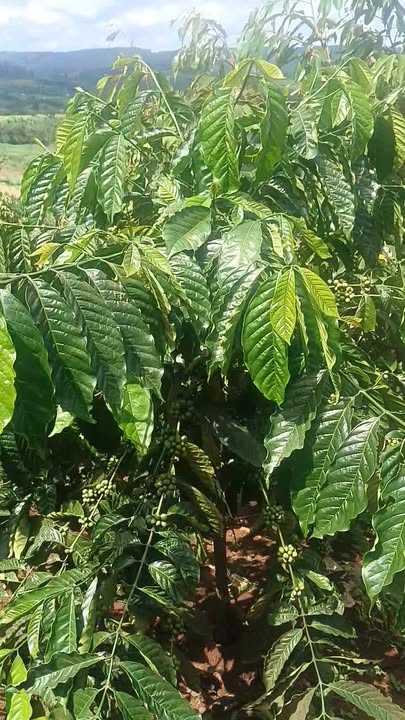 Đất thổ cư thôn 6 Quảng Tâm Tuy Đức 1.7ha giá chỉ 1.4 tỷ - Cơ hội đầu tư tuyệt vời!