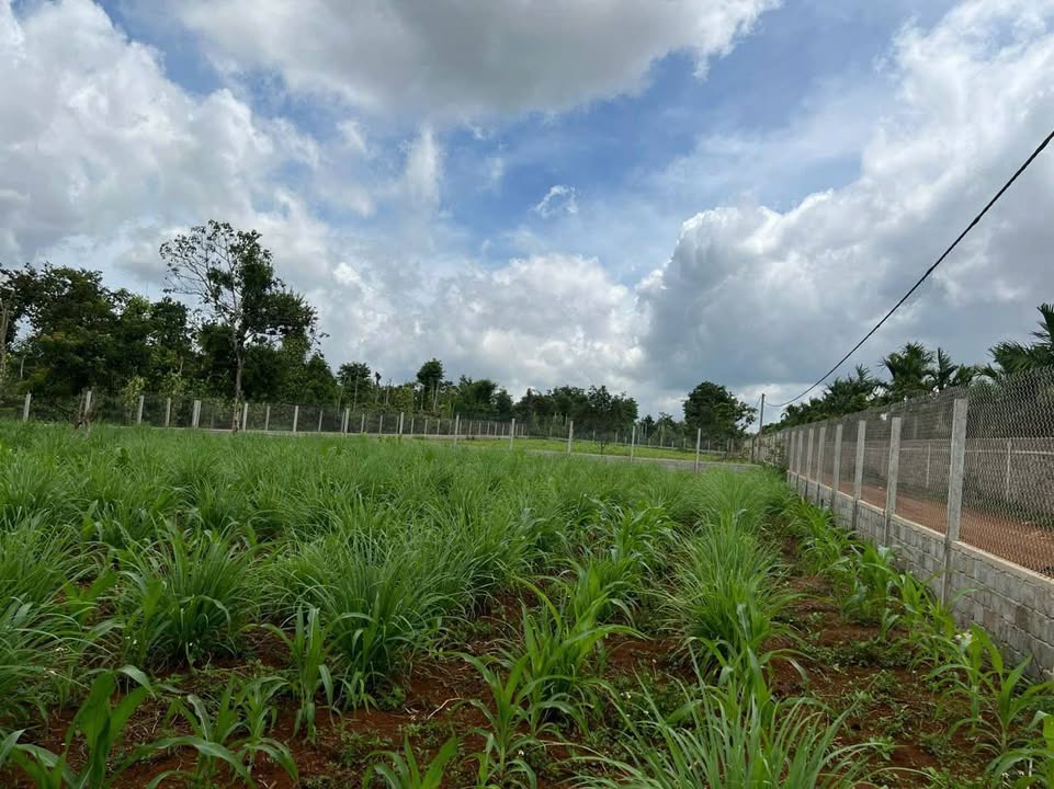 Đất thổ cư 1200m² tại Cuôr Đăng, Cư M'gar - Giá 3.3 tỷ, cơ hội đầu tư tuyệt vời!