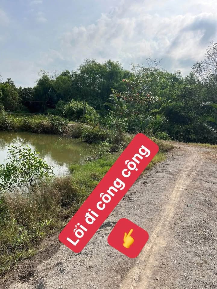 Đất vườn 968m² Tân Chánh, Cần Đước - Giá chỉ 800 triệu, chính chủ bán gấp!