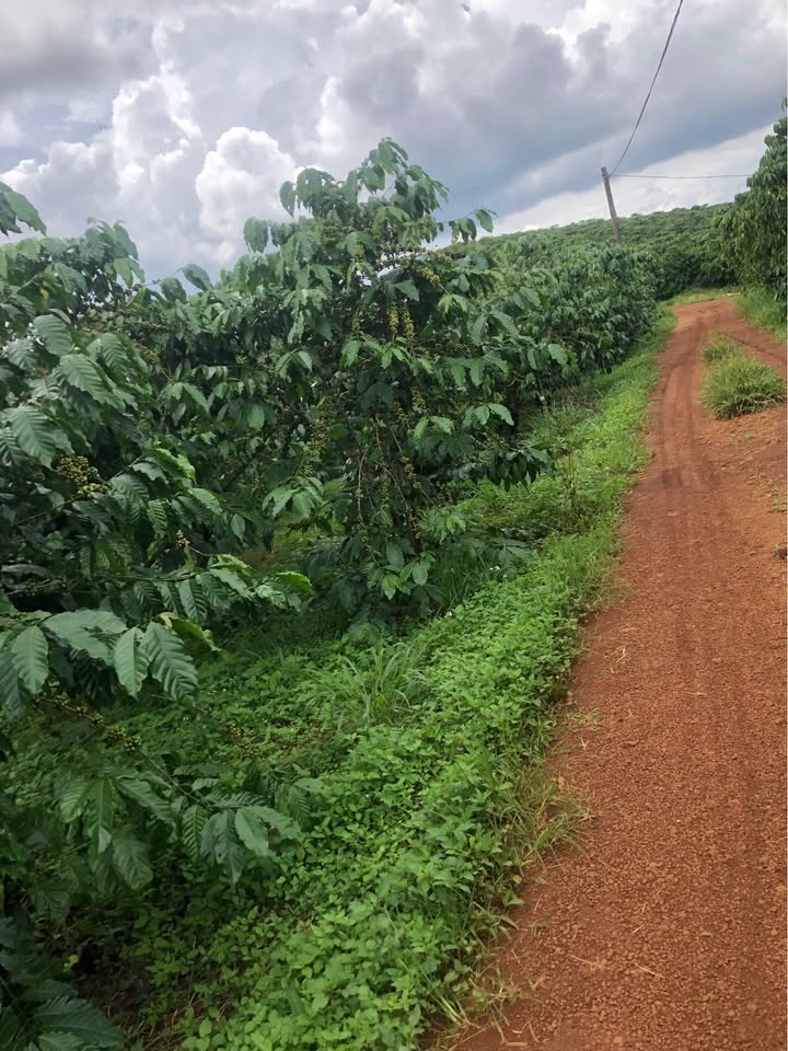 Đất nền Lộc Thắng Bảo Lâm 11,000m² giá 2.95 tỷ - Sổ hồng trao tay ngay trung tâm!