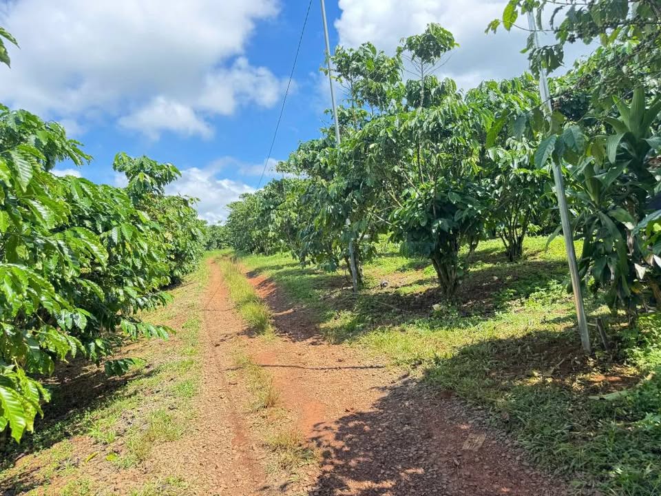 Đất nền 720m² tại Lộc Ngãi, Bảo Lâm - Giá tốt 1.2 tỷ, phù hợp xây nhà vườn!