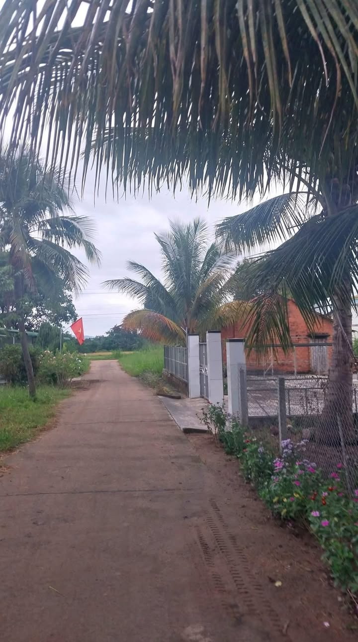 Đất nền Hòa Sơn - Krông Bông 250m² giá 450 triệu - Vị trí đẹp, giao thông thuận lợi!