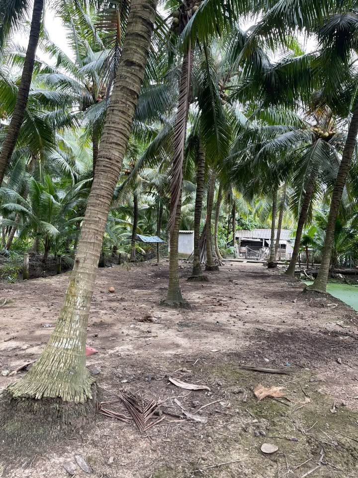 Đất trồng dừa 1422m² Tân Thanh, Giồng Trôm - Giá chỉ 900 triệu, tặng nhà cấp 4!