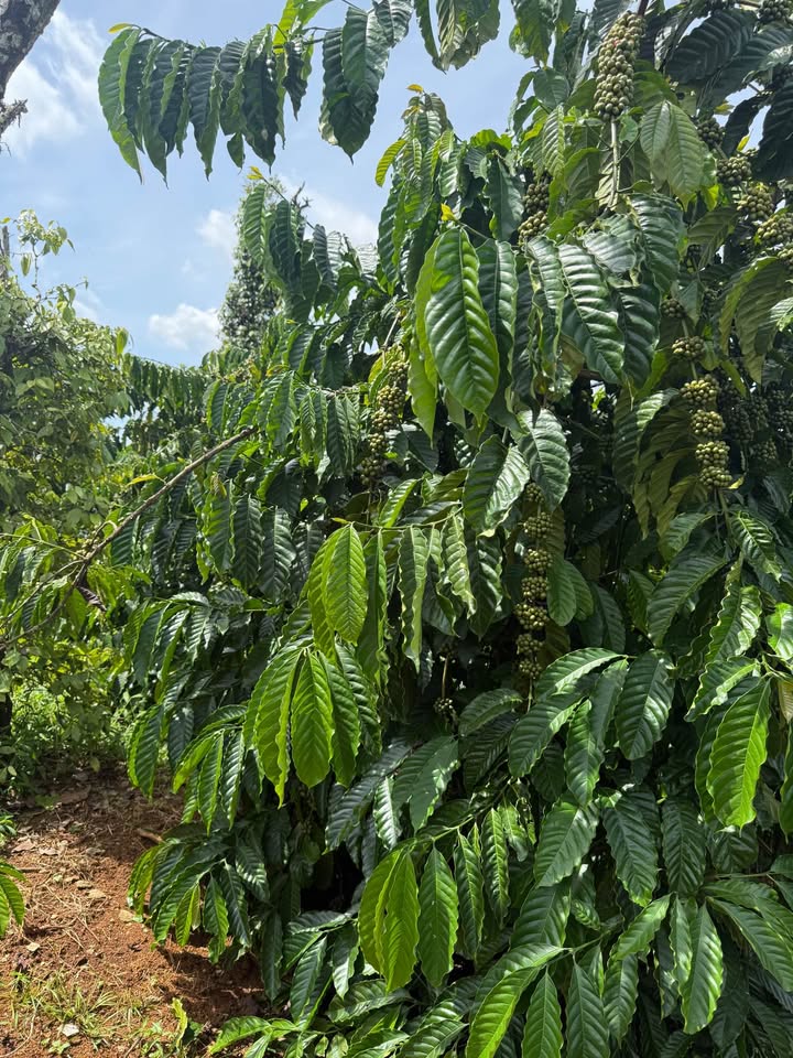 Bán đất farm 1,7ha thôn 16 Đắk Wer - Đầu tư sinh lời với nhiều cây trồng