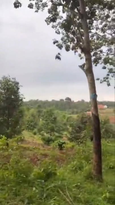 Đất nền Bình Minh Bù Đăng 12.000m² giá 1.5 tỷ - Sổ đỏ chính chủ, mặt tiền đường bê tông