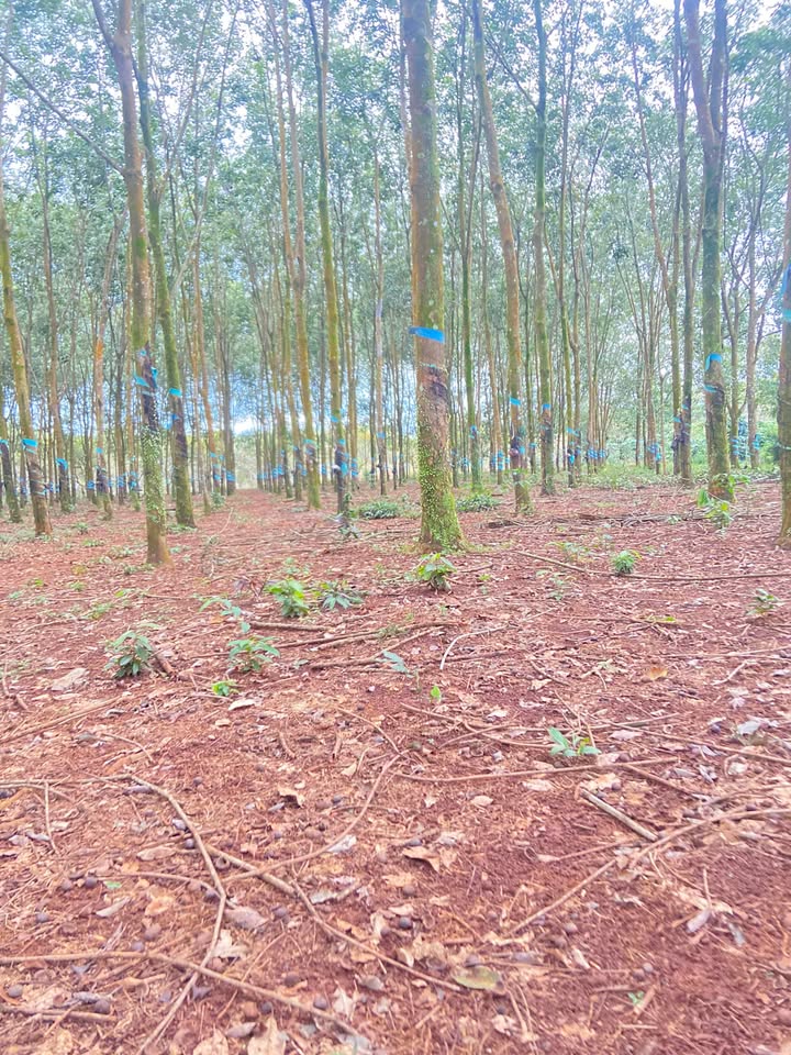 Đất cao su 16ha Phước Sơn, Bù Đăng giá 1.4 tỷ - Cơ hội đầu tư sinh lời!