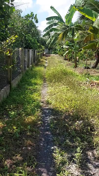 Bán vườn 455m² tại Tân Hội, Cai Lậy - Giá đầu tư hấp dẫn!