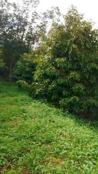 Mảnh đất Farm Đa Kai 10000m² giá 1.5 tỷ - Bán gấp, thu hoạch sầu riêng!