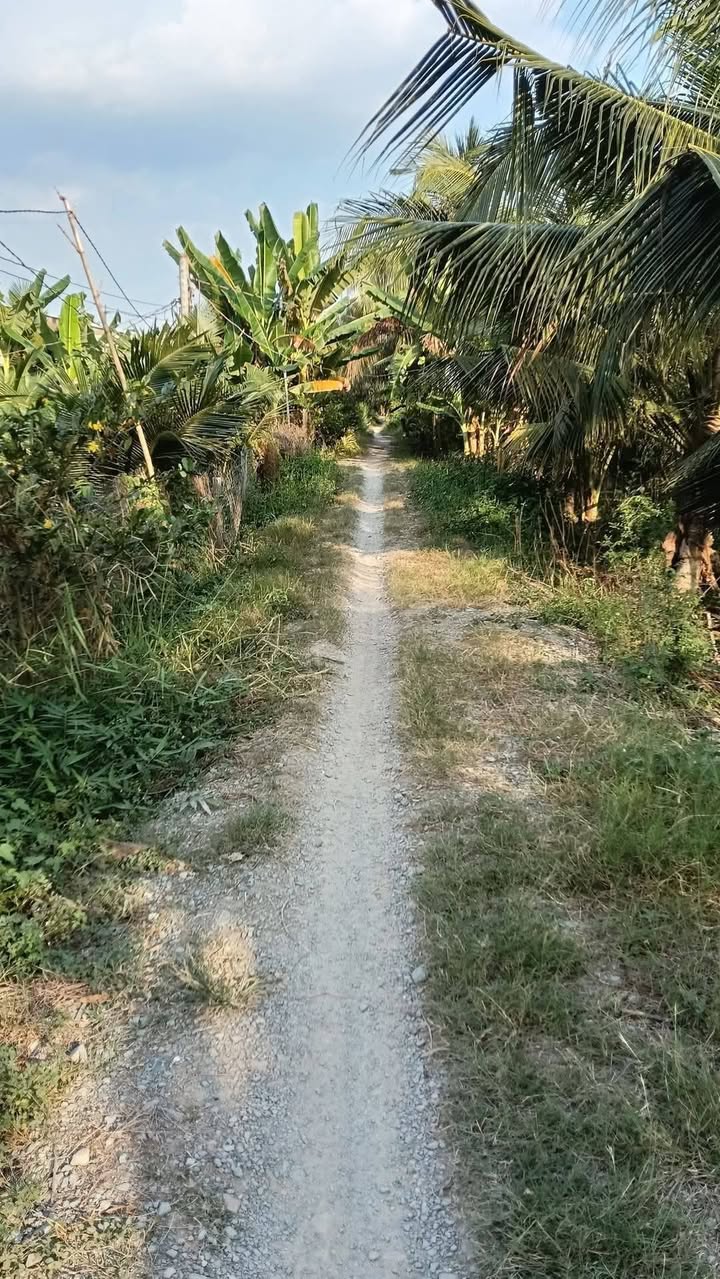 Đất nền Tân Hoà, Cai Lậy 1080m² giá 1.2 tỷ - Cơ hội đầu tư tuyệt vời!