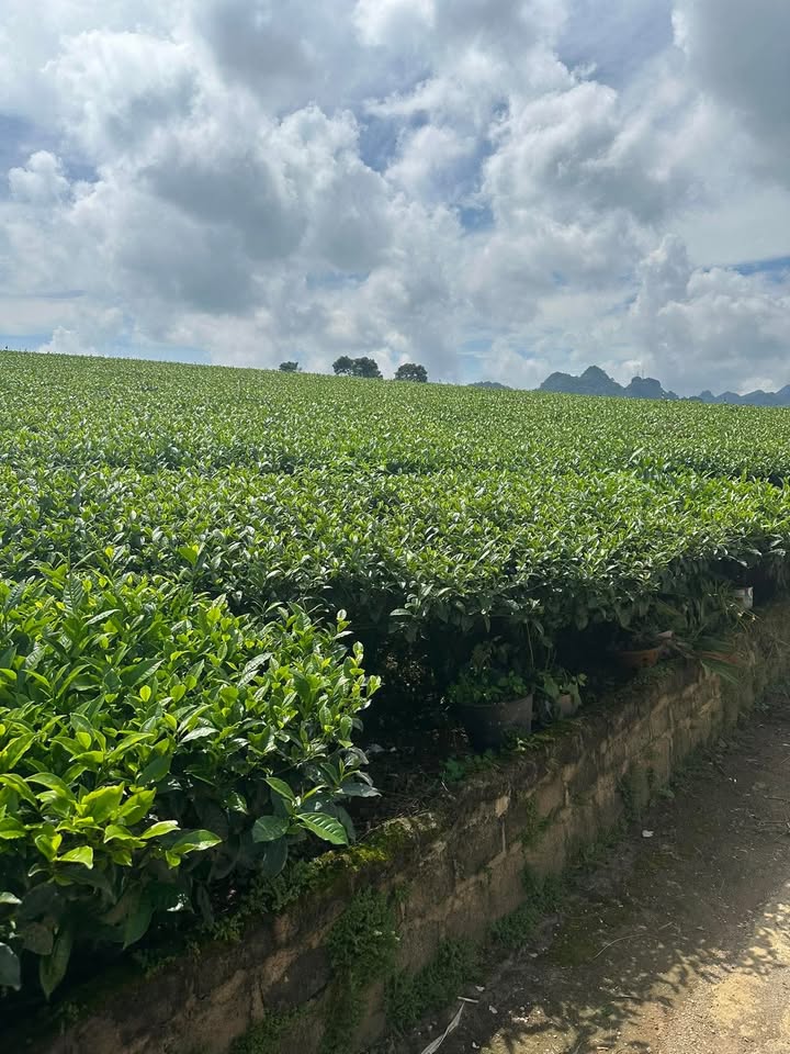 Đất nền Thảo Nguyên Mộc Châu 114.24m² chỉ 1.8 tỷ - Cơ hội vàng đầu tư!