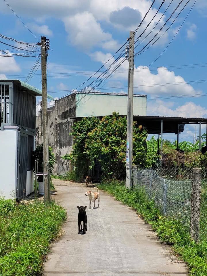 Đất thổ cư Phong Nẫm, Phan Thiết 98m² giá 700 triệu - Cơ hội đầu tư tuyệt vời!