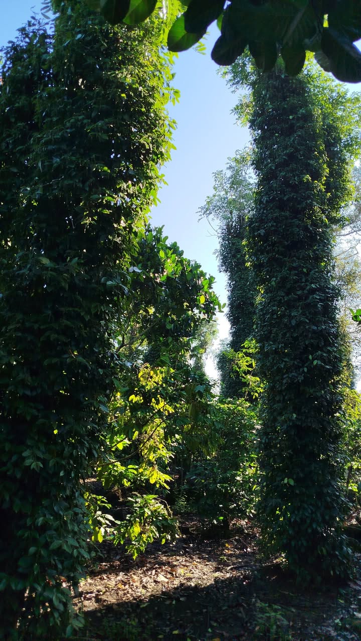 Đất đỏ 100% tại Cẩm Mỹ, Đồng Nai - Cho thuê chỉ 75 triệu/năm!