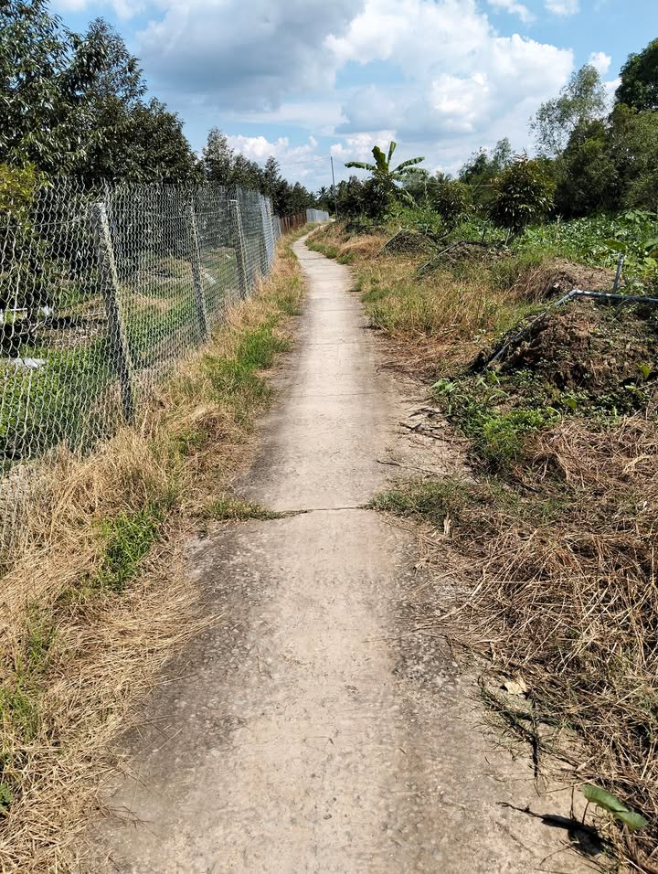 Bán 10 công vườn sầu riêng tại Mỹ Trung, Cái Bè, Tiền Giang - Giá tốt, đất đẹp!