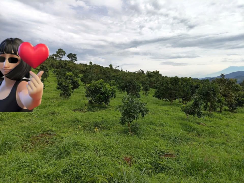 Đất nền thổ cư 3600m² tại Lộc Bắc, Bảo Lâm - Giá 2.8 tỷ, sổ đỏ chính chủ!