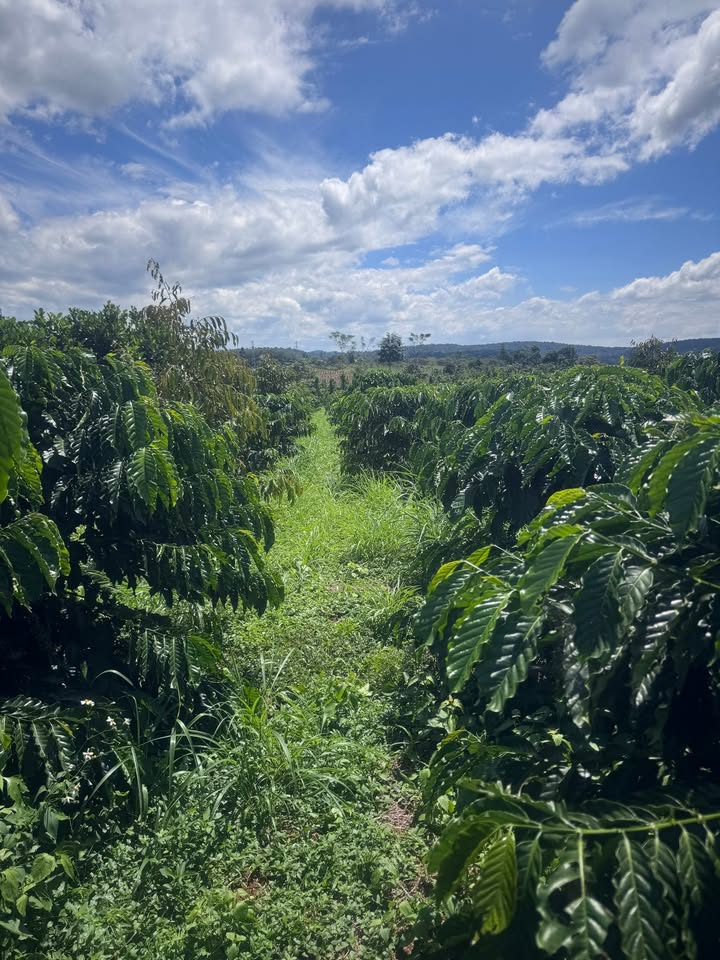 Đất Farm 5ha Đắk Sin giá 11 tỷ - Cơ hội đầu tư tuyệt vời!