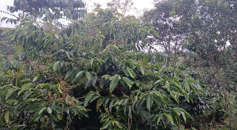 Đất nền 6 sào tại xã Quảng Tâm, huyện Tuy Đức, Đắk Nông chỉ 800 triệu - Sổ đỏ chính chủ!