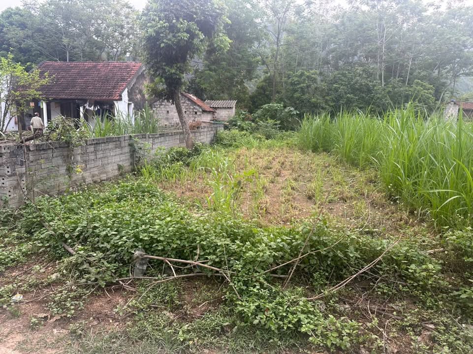 Đất nền Yên Lâm, Yên Định 137m² giá chỉ 2xx triệu - Cơ hội vàng cho nhà đầu tư!